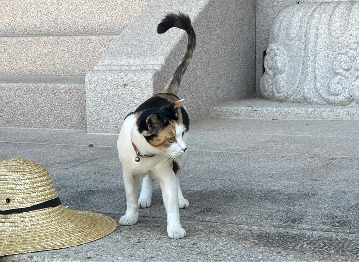 azxhyl's tweet photo. 냥이 사진도 보여주고 싶었는데 까먹고 안 보여줬네…🥺 https://t.co/HVZmDPJtpL