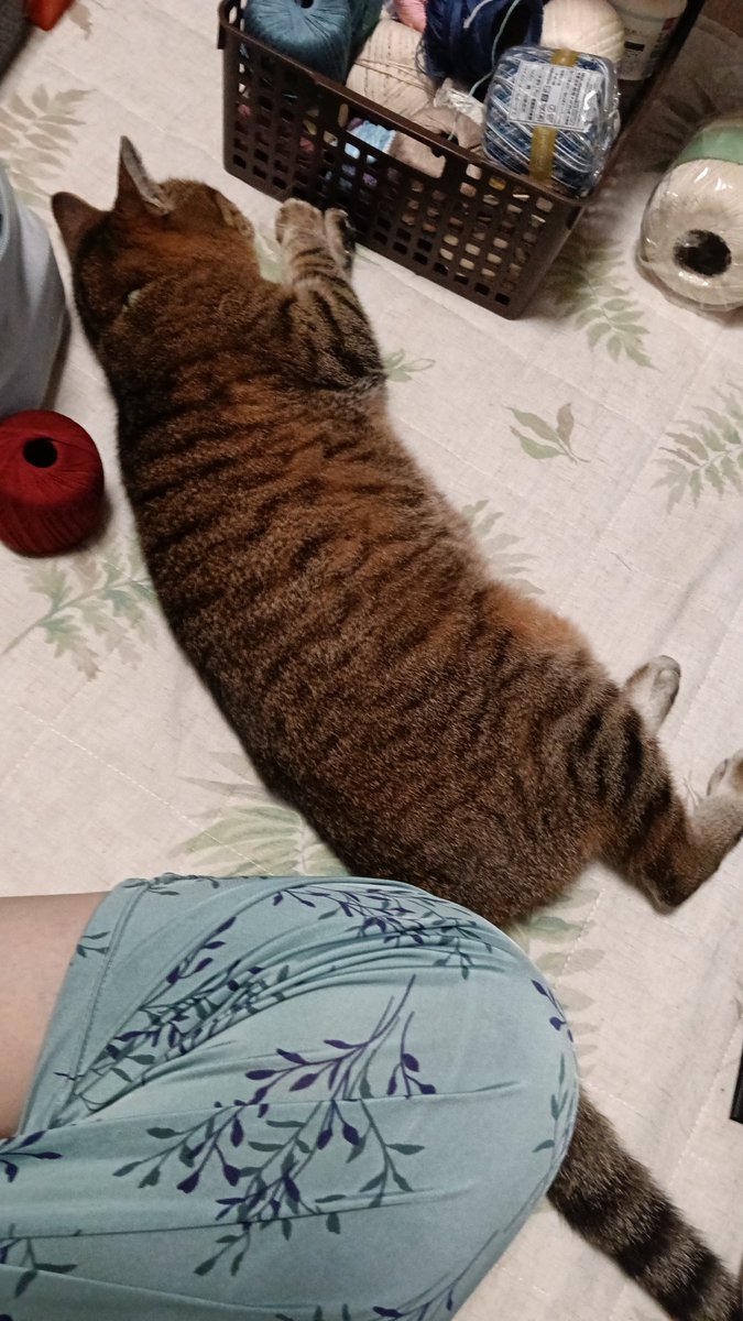 shalfe0121's tweet photo. ねんねんするよー #猫  #cat  #猫のいる暮らし  #猫好きさんと繋がりたい https://t.co/pU48uAmfdi