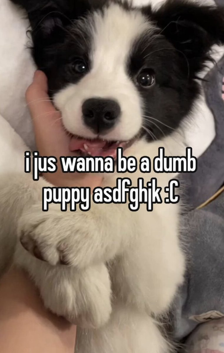 Mutt 🐾🦴 tweet media
