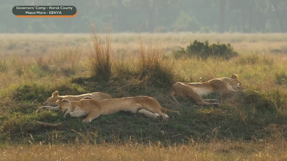 Elizespiky85's tweet photo. Sleepy kitties  #Wildearth https://t.co/VzVJYqZs3v