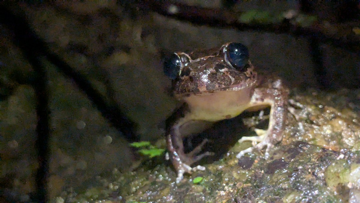 fokouoscar's tweet photo. Encounter with an Astylosternus diatematus in the Rumpi Hills, SW Cameroon. This genus includes some of the wildest frogs on Earth (yes, one species grows claws under its skin).

#MacroPhotography #ShotOnPixel #FieldHerpetology https://t.co/WqNZZ1ek3j