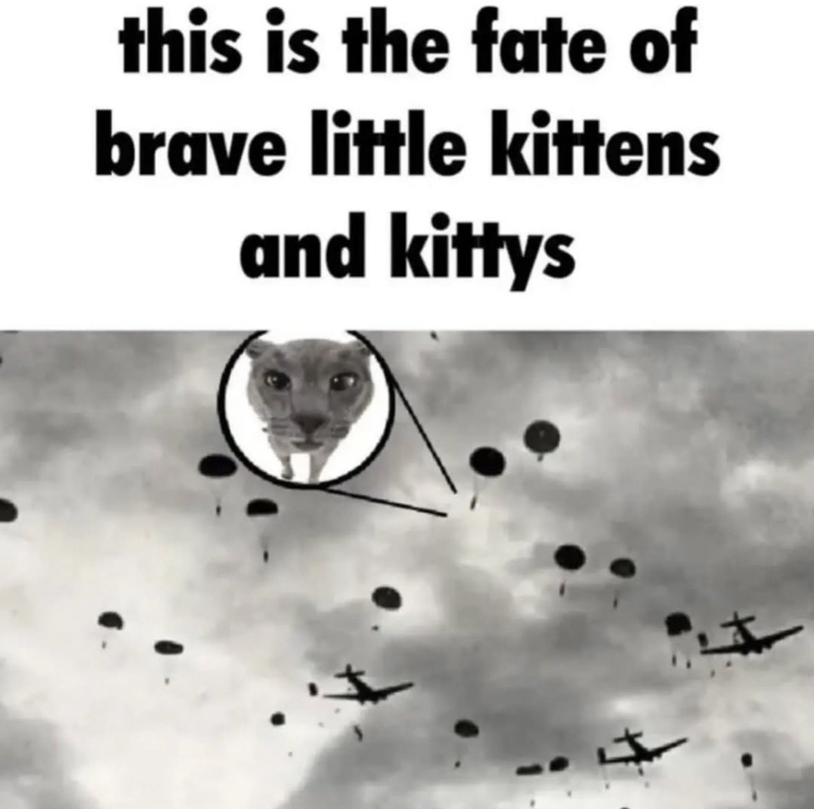 LiterallyMeCats tweet media