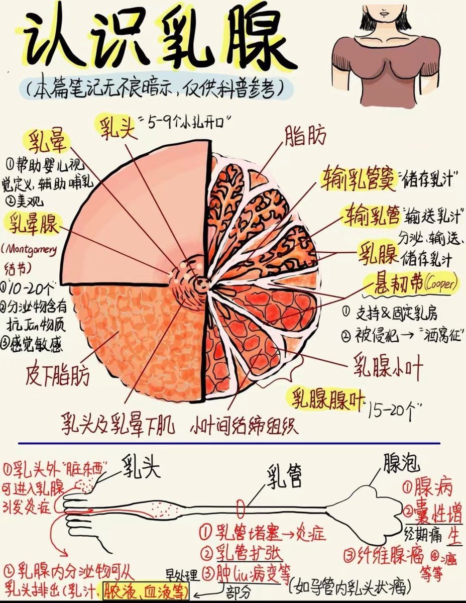 jv_sox's tweet photo. 男孩子也要正确认识咱们的乳腺哦 #男娘 https://t.co/ZCEwfrGvYh