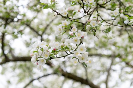 dougoster1's tweet photo. Did you know the original Callery pear trees were sterile? Then they became one of the most invasive trees in the landscape.
Pat Etherington from @DaveyTree  explains what happened why we shouldn't plant them.
Listen hear to the Talking Trees podcast- https://t.co/dV4WPvolZH https://t.co/YciXpyDUW6