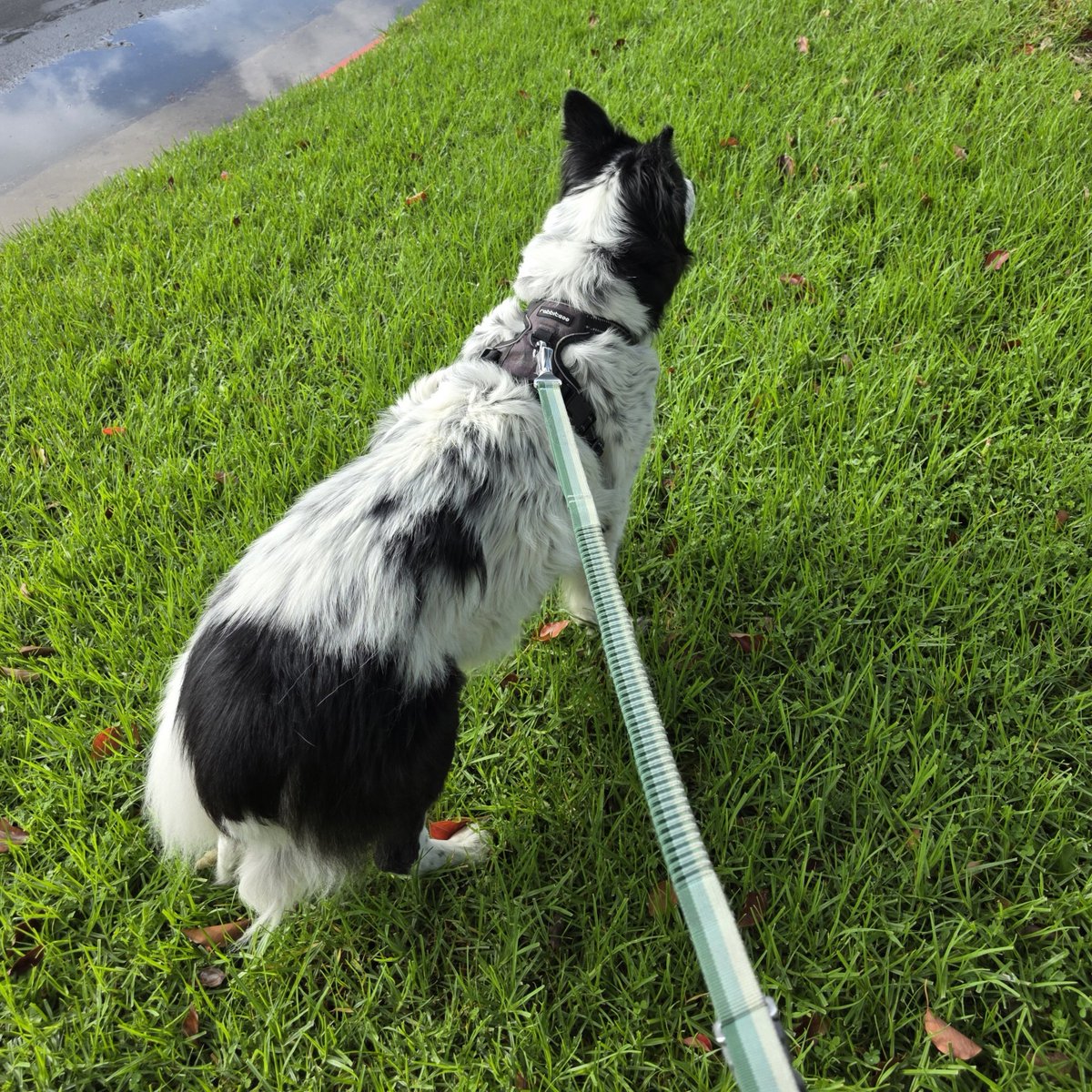 LanceBlizzGamer's tweet photo. Why did I come over here again? #DailyKaylee #ThoughtsOfADog https://t.co/58rA28byAB