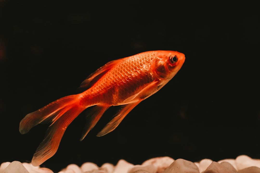 petstore_foryou's tweet photo. Pet Fact #1849: Goldfish have no stomach—food moves straight from mouth to intestines, which is why they do best with small, frequent feedings and can get bloated if overfed. #Goldfish #PetCareTips https://t.co/JjqlEgMQVR