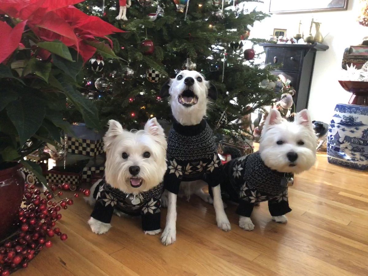Dog333's tweet photo. TBT - a little Christmas in July. Maisie, Riley &amp; Jimmy 2018 ❤️❤️❤️ https://t.co/kDKQgTHovS