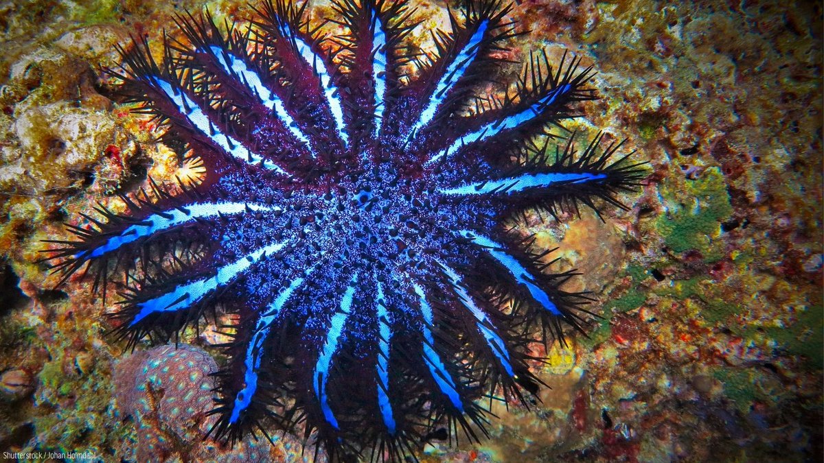 oceana's tweet photo. #DIDYOUKNOW: Crown-of-thorns starfish have 8-21 arms that are covered in large, venomous spines! 🤯

They also come in an array of colors, which are thought to be a result of variations in diets.

Learn more about these strange and spiny reef residents: https://t.co/t7x2xmSyvQ https://t.co/uoyA7UWwjz