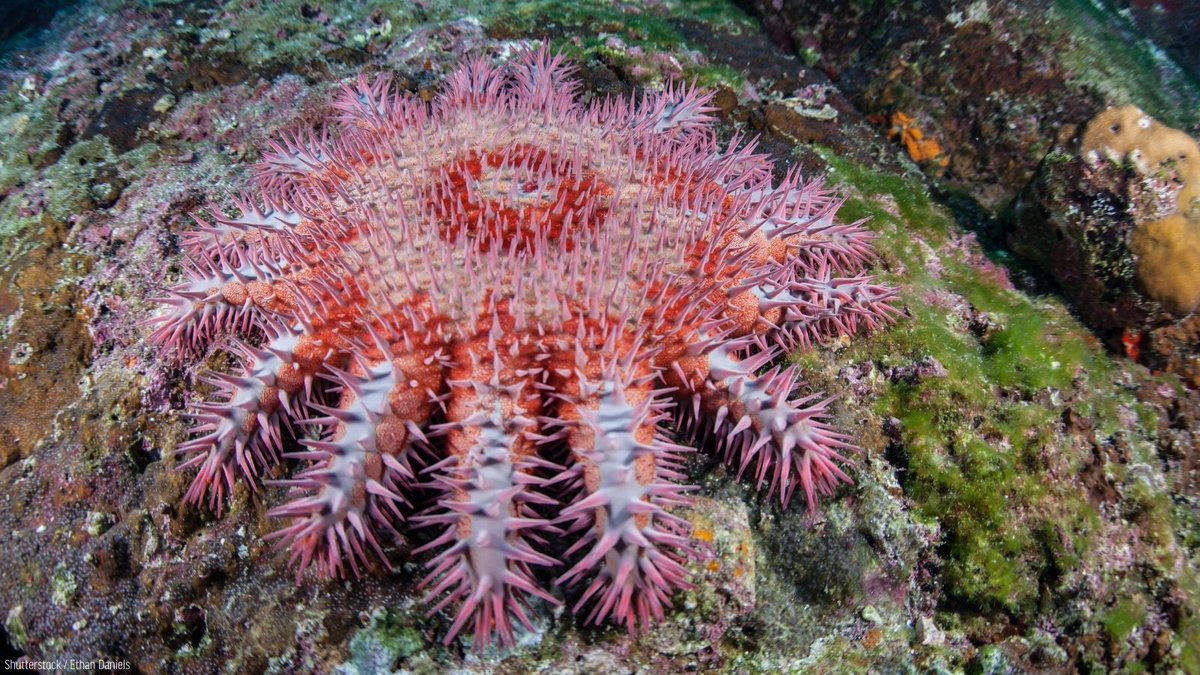 oceana's tweet photo. #DIDYOUKNOW: Crown-of-thorns starfish have 8-21 arms that are covered in large, venomous spines! 🤯

They also come in an array of colors, which are thought to be a result of variations in diets.

Learn more about these strange and spiny reef residents: https://t.co/t7x2xmSyvQ https://t.co/uoyA7UWwjz