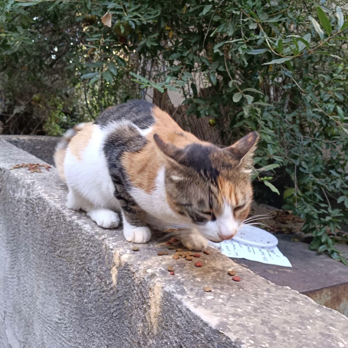 Israelnyan's tweet photo. ｶｯﾌﾟﾝ｡

今日もありがとう。
#猫 #イスラエル #cat #Israel
#חתול #עםישראלחי https://t.co/1ERjPF2Ydq