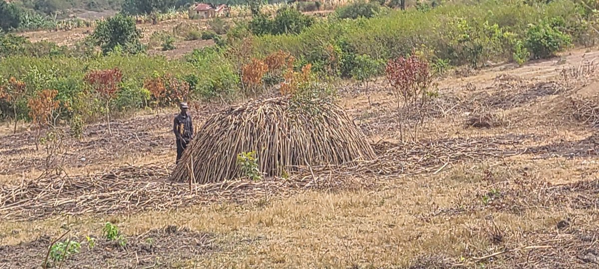 alextwikirize95's tweet photo. Every tree we cut today steals rain from tomorrow.
Let's protect what's left, plant more, cut less, choose alternatives to charcoal. Our land, our water, our future depend on it.
#SaveLyantonde #StopDeforestation #NoMoreCharcoalBurning #ClimateActionUganda https://t.co/T1DLLYSBs1
