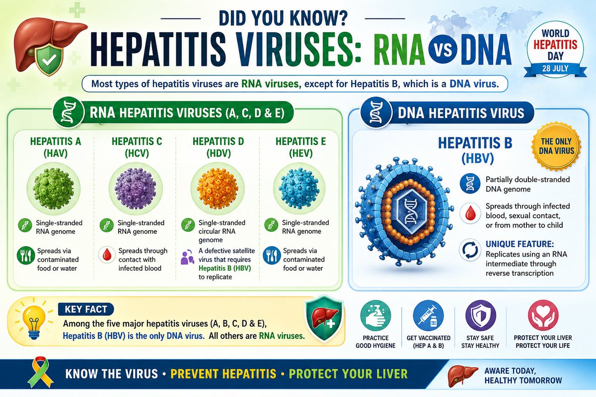 InfoGujcost's tweet photo. Did You Know? 

Among the five major hepatitis viruses (A, B, C, D & E), Hepatitis B (HBV) is the only #DNAvirus. 

Hepatitis A, C, D & E are all RNA viruses. 

Understanding these differences helps advance #research, improve diagnosis, and #strengthen prevention strategies.

Practice good hygiene, get vaccinated against #Hepatitis A & B, and protect your #liver.