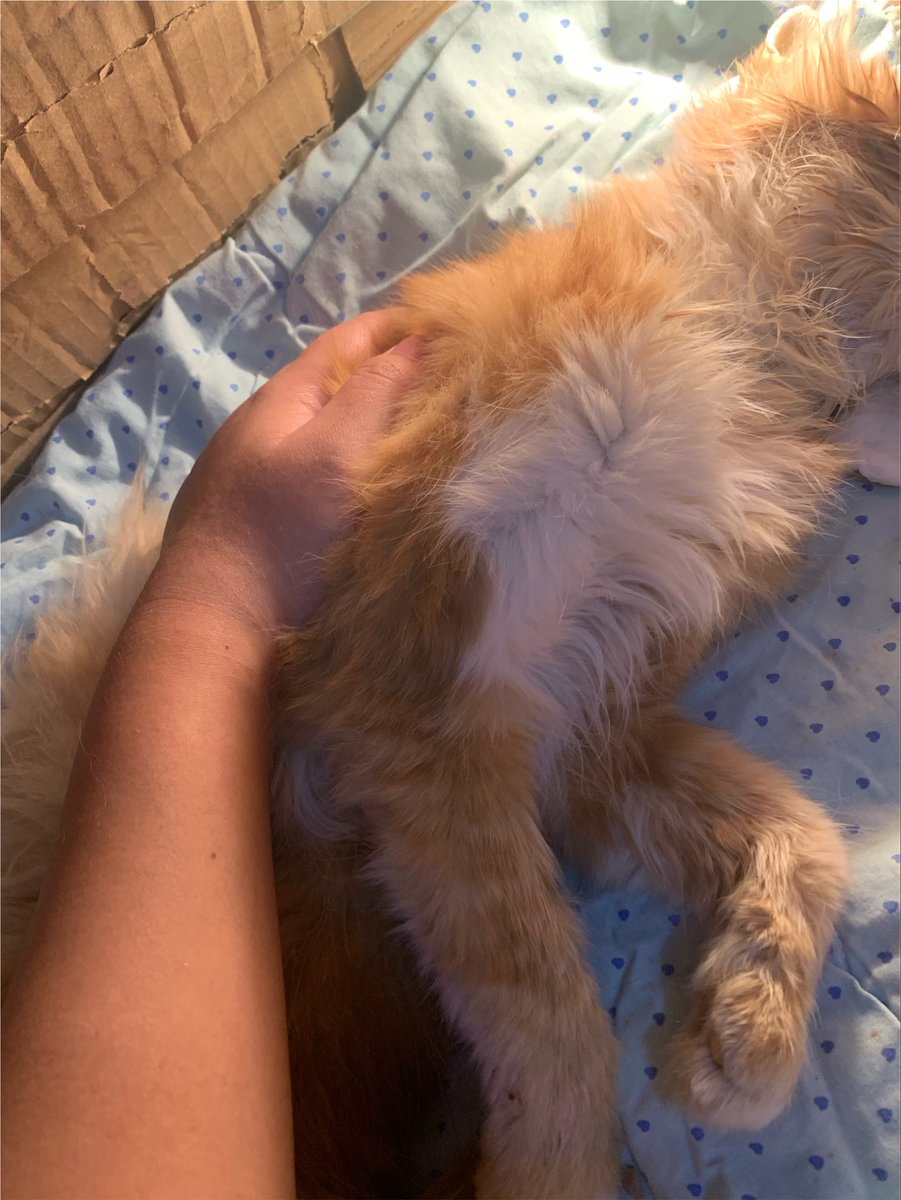 loutuscent's tweet photo. he passed away peacefully right when i was preparing his food, i was with him the whole time :( rest in love my chatty precious Mimi, i love you forever <3 https://t.co/gVEwe1W8zt