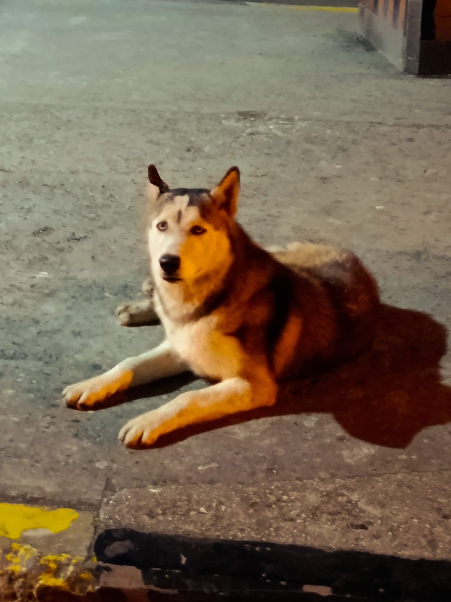 ANDREALAGE1's tweet photo. Muy buen día(hoy jul.30.2026)a las 04h20 vimos a este perrito Husky siberiano color café en el paso desnivel del sur de Guayaquil que está frente a Pica, Mall del sur y HTMC . pasé tomé fono , yo iba a mi trabajo por favor RT @AlertaMePerdi @alcaldiagye https://t.co/nS6nqSOvQ8