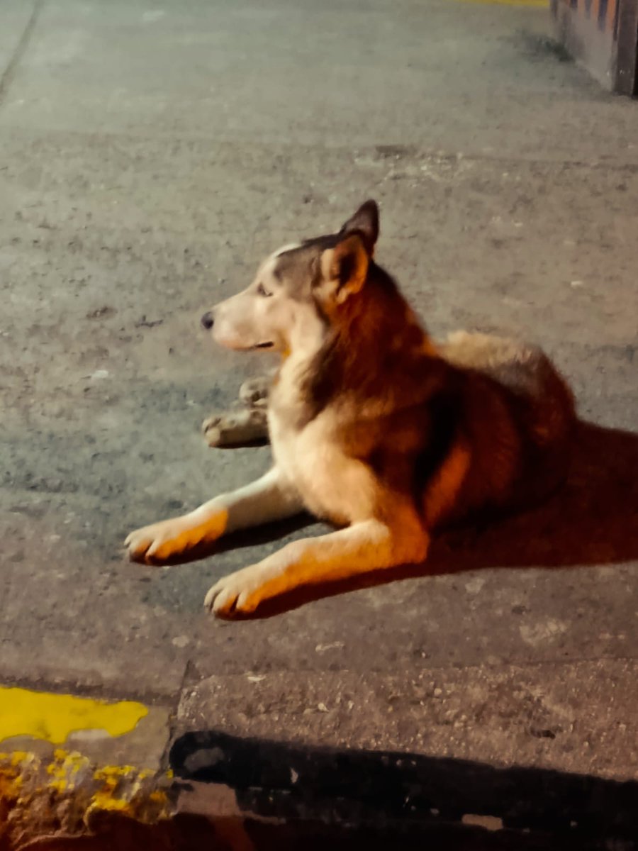 ANDREALAGE1's tweet photo. Muy buen día(hoy jul.30.2026)a las 04h20 vimos a este perrito Husky siberiano color café en el paso desnivel del sur de Guayaquil que está frente a Pica, Mall del sur y HTMC . pasé tomé fono , yo iba a mi trabajo por favor RT @AlertaMePerdi @alcaldiagye https://t.co/nS6nqSOvQ8