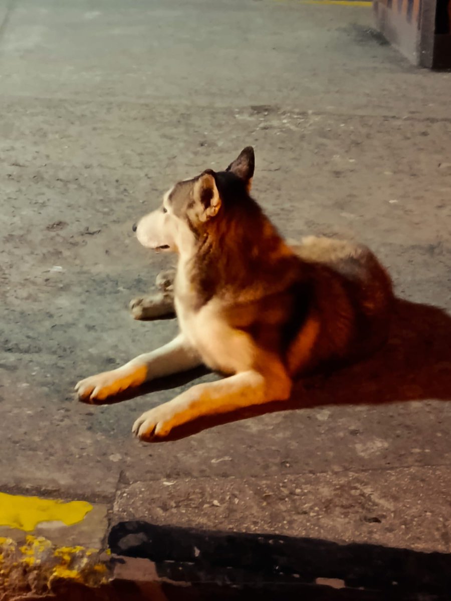 ANDREALAGE1's tweet photo. Muy buen día(hoy jul.30.2026)a las 04h20 vimos a este perrito Husky siberiano color café en el paso desnivel del sur de Guayaquil que está frente a Pica, Mall del sur y HTMC . pasé tomé fono , yo iba a mi trabajo por favor RT @AlertaMePerdi @alcaldiagye https://t.co/nS6nqSOvQ8