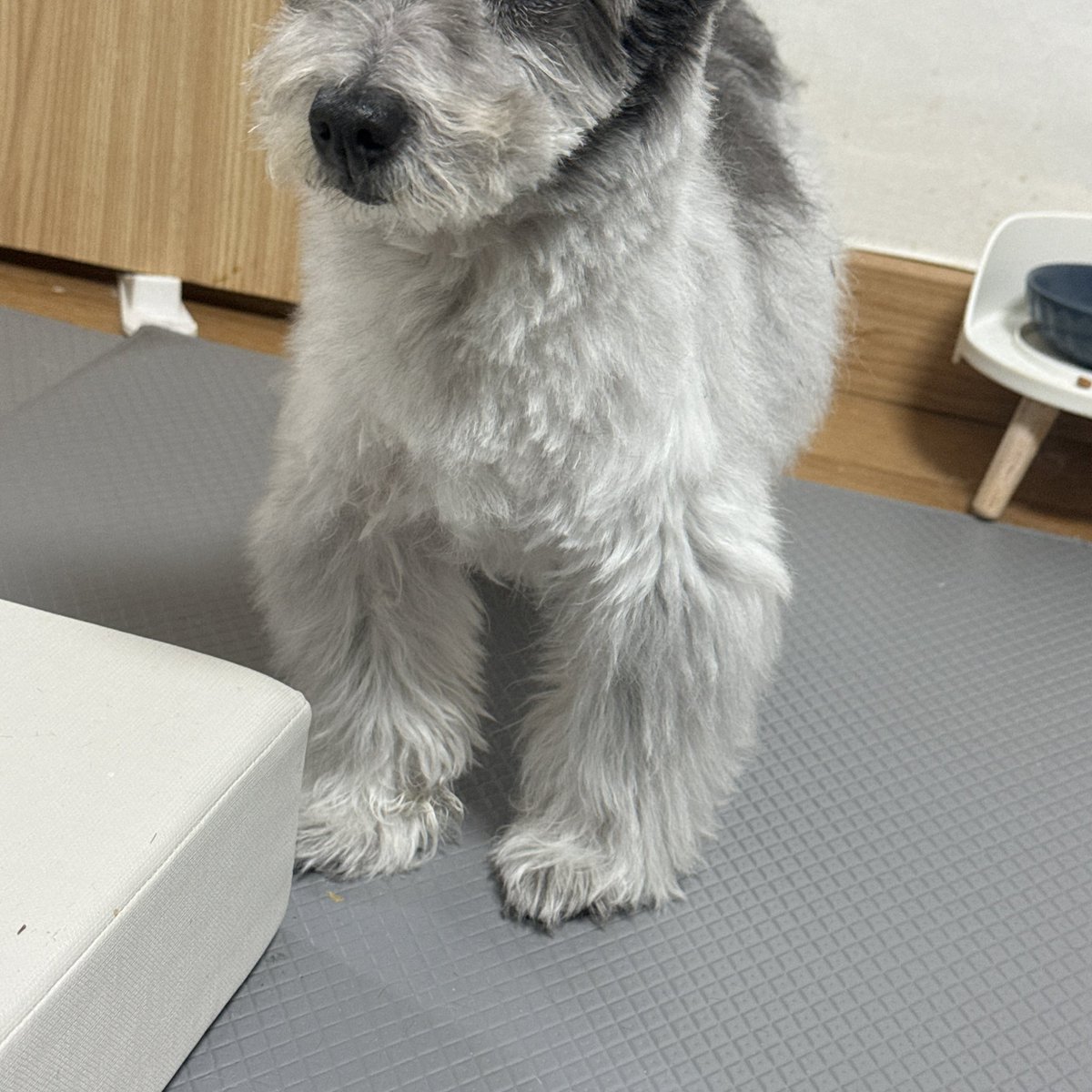 0330Billzz's tweet photo. @bokdolhihi 계십니까. 
누구게에 https://t.co/31NSCuVkAR