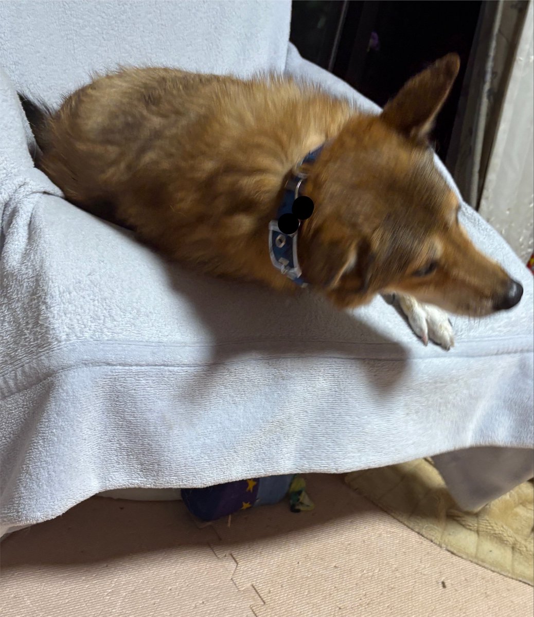 Chase_0130's tweet photo. 前に回ったらやっぱり気付かれてしまった https://t.co/FRdoXrr81y