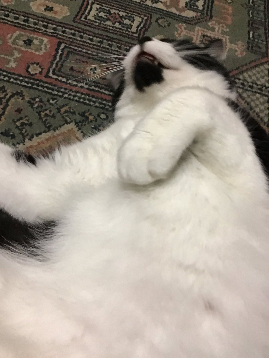 ykt9i's tweet photo. 猫の腹による強制的和平 https://t.co/1cih4zZT9J