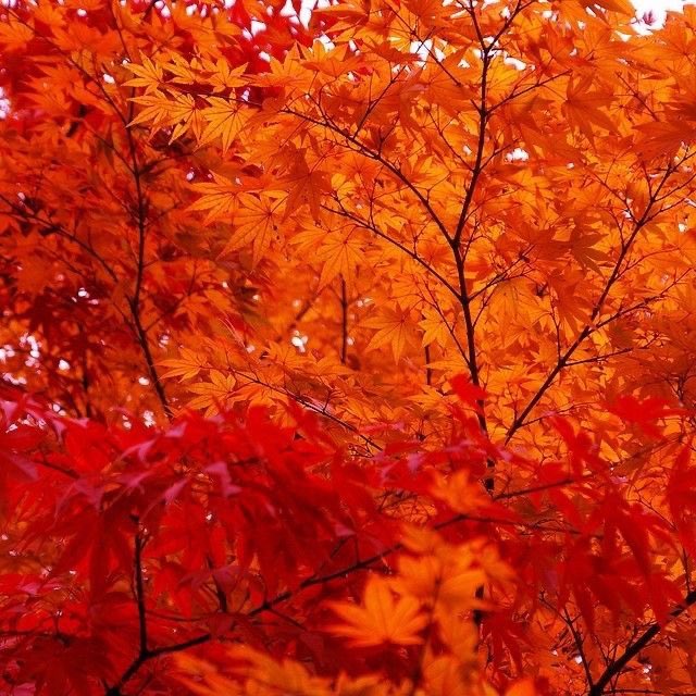 LiminaliTyr's tweet photo. Orange https://t.co/Yq2ePqpy2C
