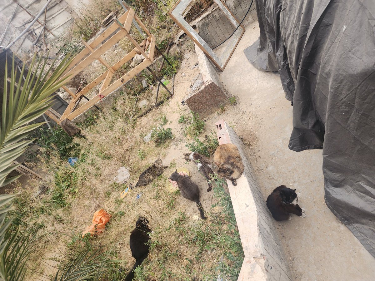 helpcatsmsallam's tweet photo. 🚨 WALKING THROUGH THE ASHES OF NORTH GAZA: Every day under this brutal siege is a relentless battle to keep 17 innocent heartbeats alive. Despite the surrounding horrors, your beautiful souls have carried us to 24% of our goal, giving us a reason to endure. 📈

The nights here hold a different kind of terror; tanks expand the treacherous "Yellow Line," advancing under the cover of darkness, only to retreat with the first light of dawn, leaving behind a psychological cycle of pure agony. Days ago, an airstrike completely flattened the mosque right next to us, sending shrapnel through the air and forcing me to walk a perilous, alternative 30-minute path just to secure their survival. Last night, fighter jets destroyed two homes in Al-Shati camp, while relentless drone strikes continue to rain down on our surroundings. Space is shrinking, but our shared resilience remains unbroken. 🐾

Right now, things are incredibly tight and we are struggling severely as the walls close in. Your solidarity is the only reason we are still breathing. To survive what’s coming, we desperately need to secure a strategic food reserve for at least 6 months through our Campaign: 
https://t.co/AyE4LOr6eN
just as we managed to do before. Meanwhile, our immediate daily food and urgent veterinary bills depend entirely on your direct support via PayPal: https://t.co/yfTFqJhED8

Your continuous help—whether through financial aid or words of hope—is our only shield against absolute destruction. Thank you for being our lifeline, for feeling our pain, and for keeping us alive when the world feels darkest. 🙏💔

#Gaza #GazaCats #Survival #AnimalRescue #NorthGaza