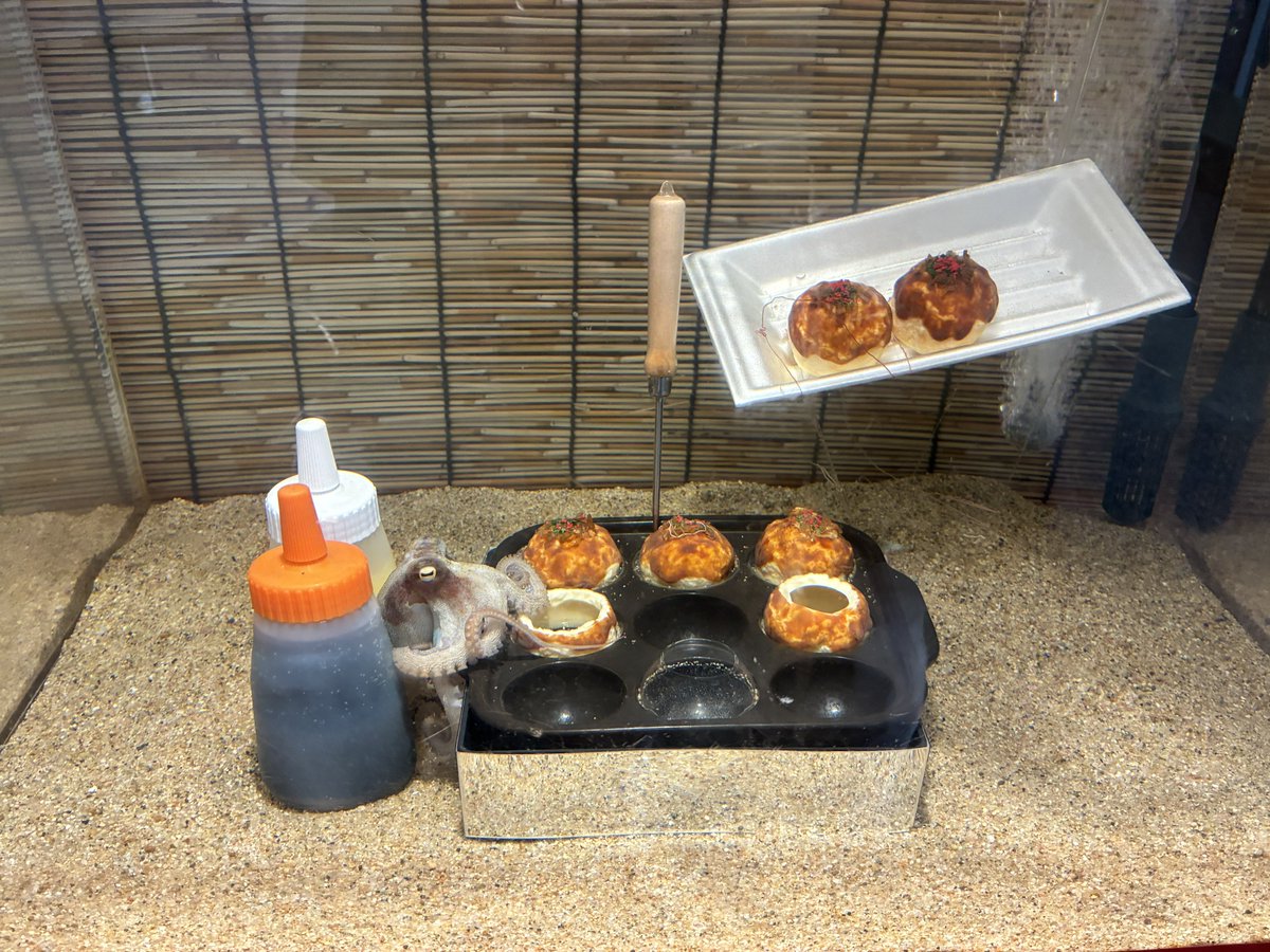 giko91's tweet photo. シュールな展示🦑🐙 https://t.co/ZyQyPgk804