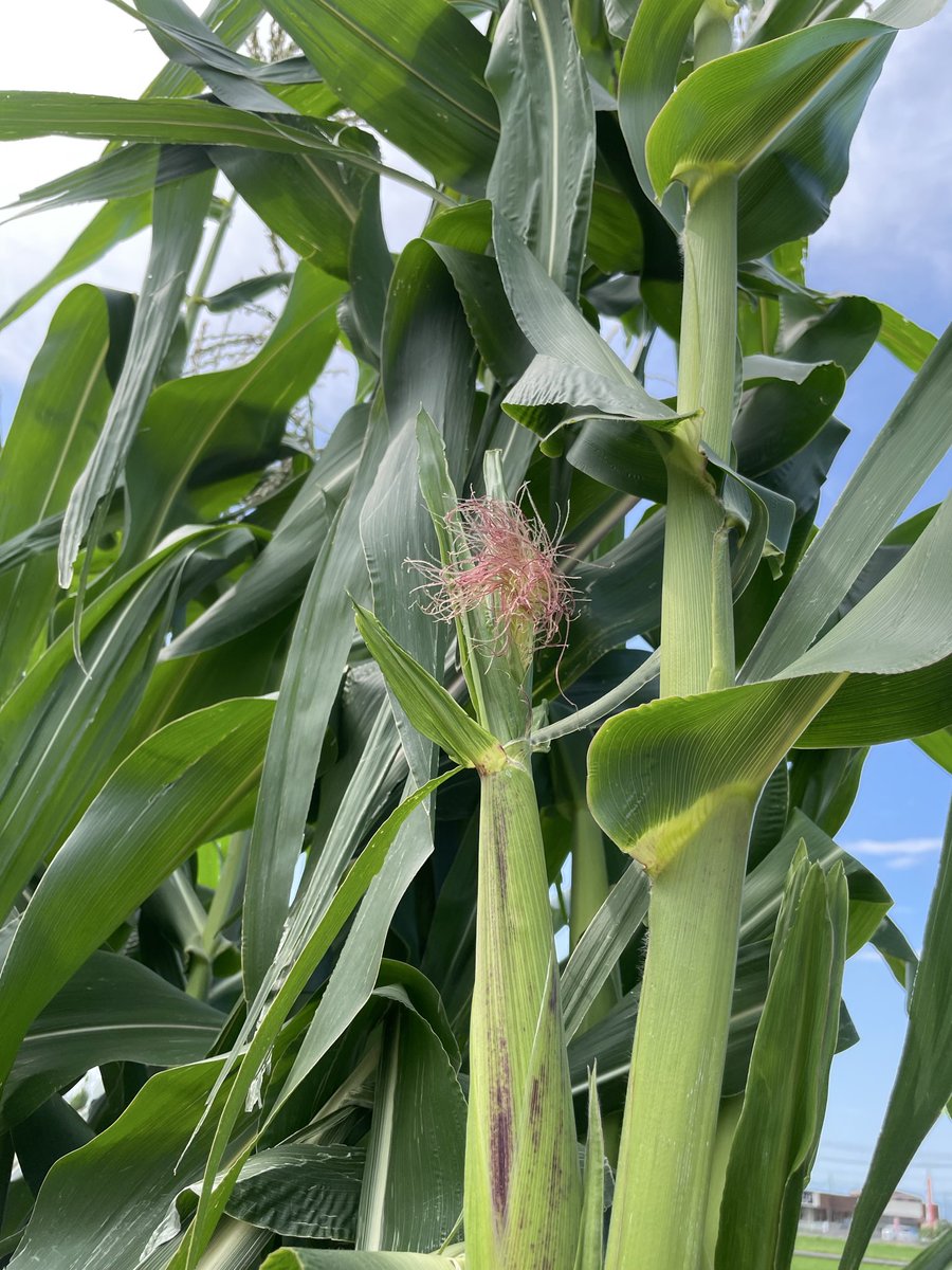 Non_Biri3's tweet photo. 大和ルージュ🌽
6/1播種

雌穂、発見‼️
やはり赤いのね🧐 https://t.co/yFRMf4L2sn