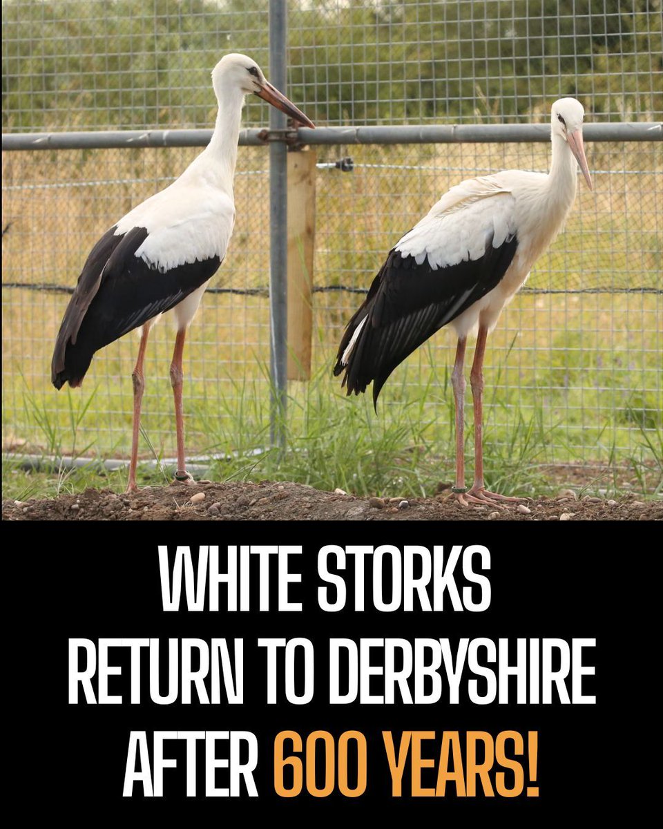 ProtectTheWild_'s tweet photo. Over £300,000 has gone into reintroducing three of the birds to a purpose-built, predator-proof enclosure at Willington Wetlands. Derbyshire Wildlife Trust hopes a nesting pair will act as a 'social magnet', drawing passing storks to "stop, settle, and breed". https://t.co/mCZAOimFt8