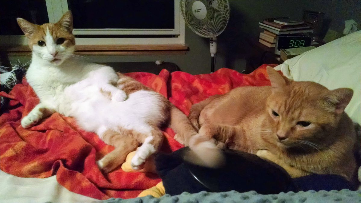 LucyntheBoys's tweet photo. The boys 🤍😻🧡 #Linus #Murphy #throwbackthursday https://t.co/H8nImuOPR7