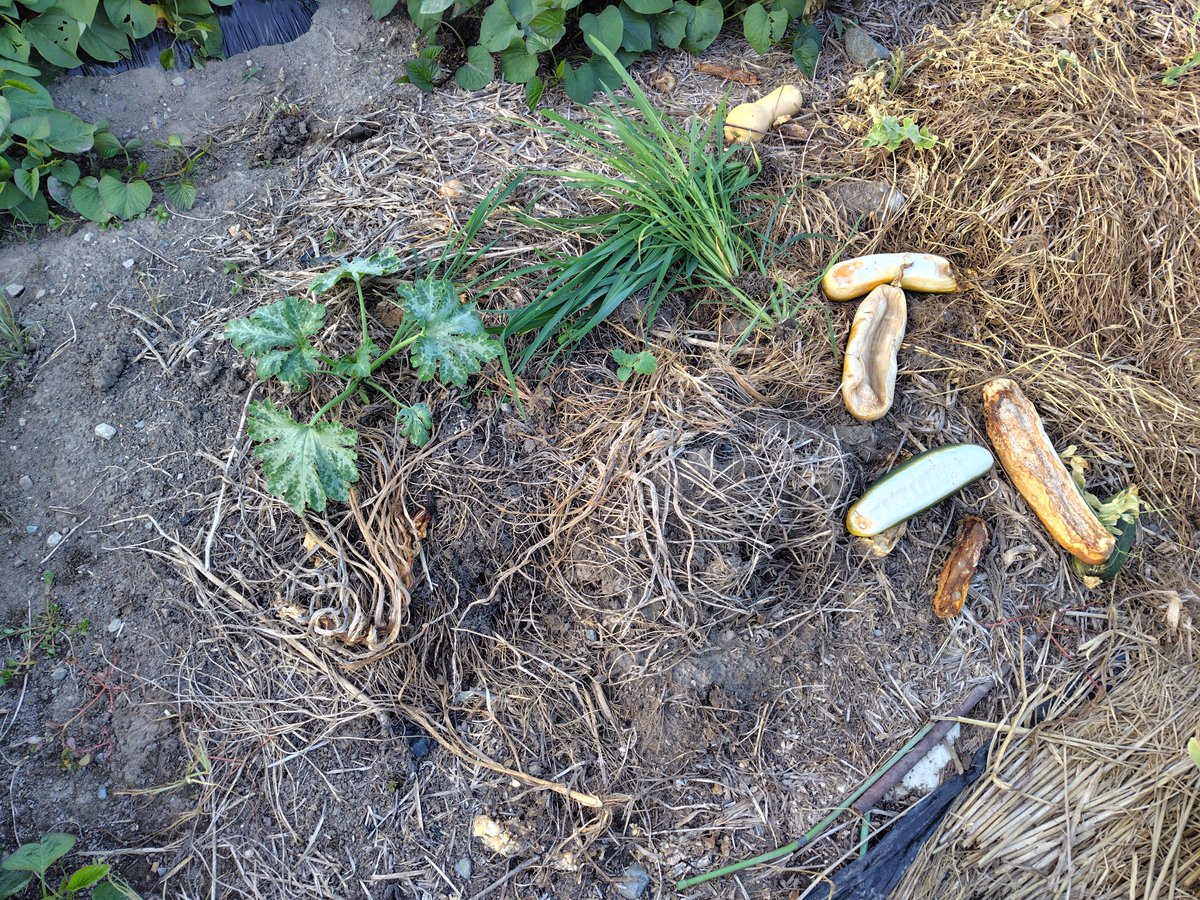 ashizuri2007's tweet photo. デカすぎズッキーニを処分した場所でズッキーニの発芽を確認。
丈夫やね、でも今開花しても猛暑日だから実はろくに成らないよ。
と、いいつつも来週には秋ズッキーニの播種なんだよな。
あと葉物野菜の苗も作らないといかんので種まきシーズンスタートじゃ。 https://t.co/R71kvbl4m2