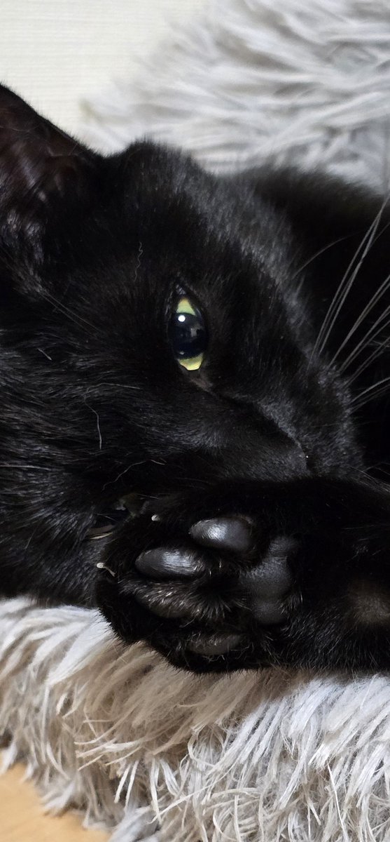 kagu__cha's tweet photo. 黒猫の✨キラキラおめめ✨
黒猫の🐾真っ黒肉球🐾
ご堪能ください😊
 #黒猫  #肉球 https://t.co/Msfb0gTn5q