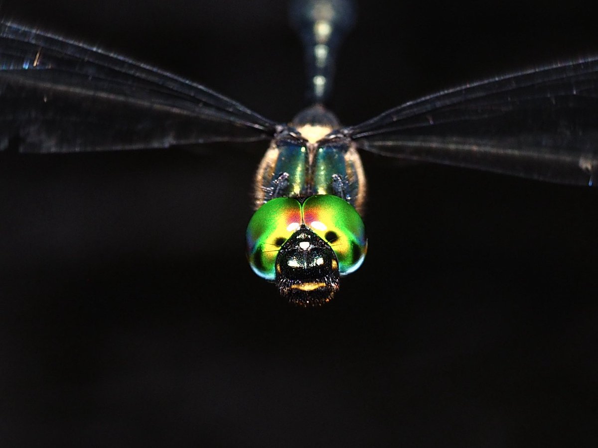h_Seigo_Insect's tweet photo. ハネビロエゾトンボ

きれい https://t.co/qB1BbPuhF0