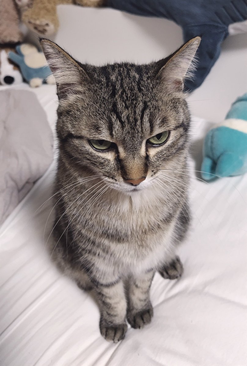 cat_56chan's tweet photo. 最近じゃらしをちゃんとやってくれないと詰められています https://t.co/vB5DaxVjc7