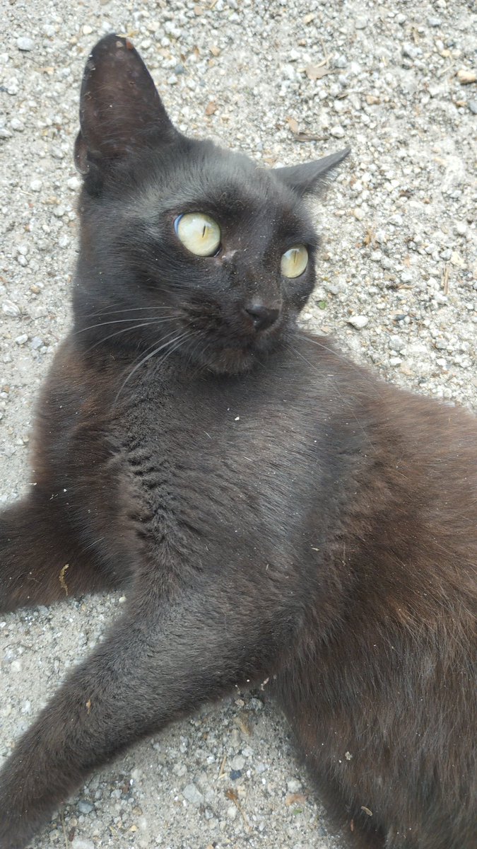 Abeiroanimal's tweet photo. 🚨 NALA DESAPARECEU EN BIDUÍDO (AMES) 🚨

Buscamos a Nala, unha gata de colonia, de cor  negra, coa orella recortada.

A súa coidadora está moi preocupada e necesita a axuda de todas e todos para atopala. Se a viches ou tes calquera información, ponte en contacto con nós. https://t.co/a5otV1mEjo
