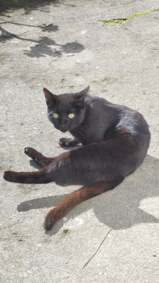 Abeiroanimal's tweet photo. 🚨 NALA DESAPARECEU EN BIDUÍDO (AMES) 🚨

Buscamos a Nala, unha gata de colonia, de cor  negra, coa orella recortada.

A súa coidadora está moi preocupada e necesita a axuda de todas e todos para atopala. Se a viches ou tes calquera información, ponte en contacto con nós. https://t.co/a5otV1mEjo