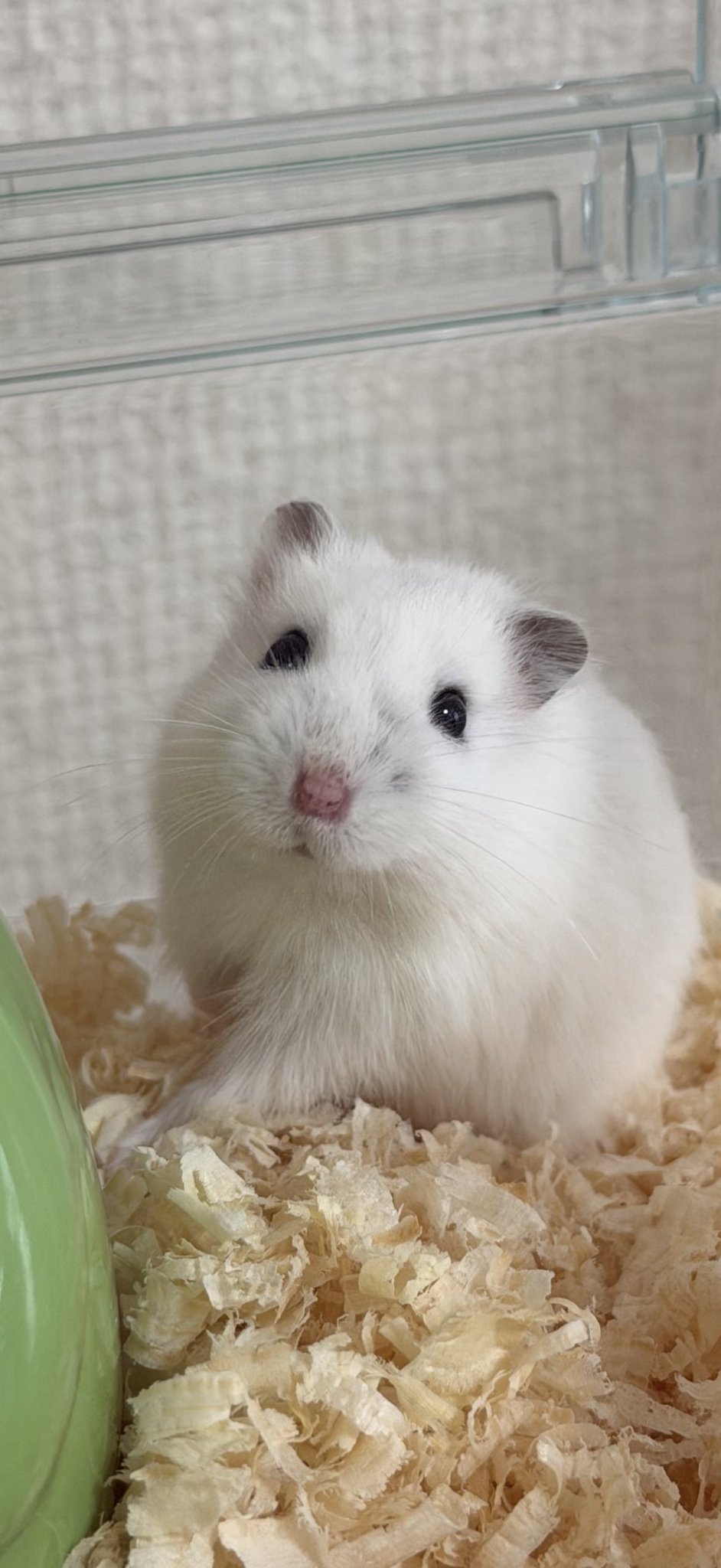 ハムっと🐹みなみ on X: 