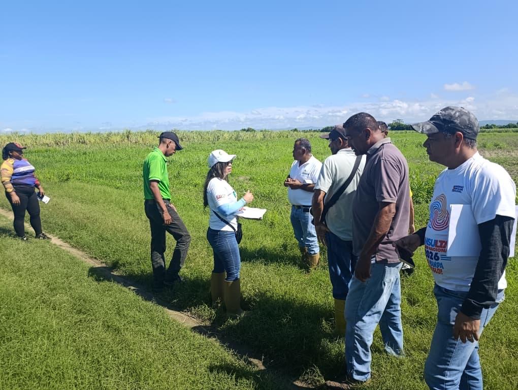 NoticierYaracuy's tweet photo. Impulsan producción de caña de azúcar con siembra de  100 hectáreas en Veroes https://t.co/mSIwvUPfpV https://t.co/od3KZtI8kR