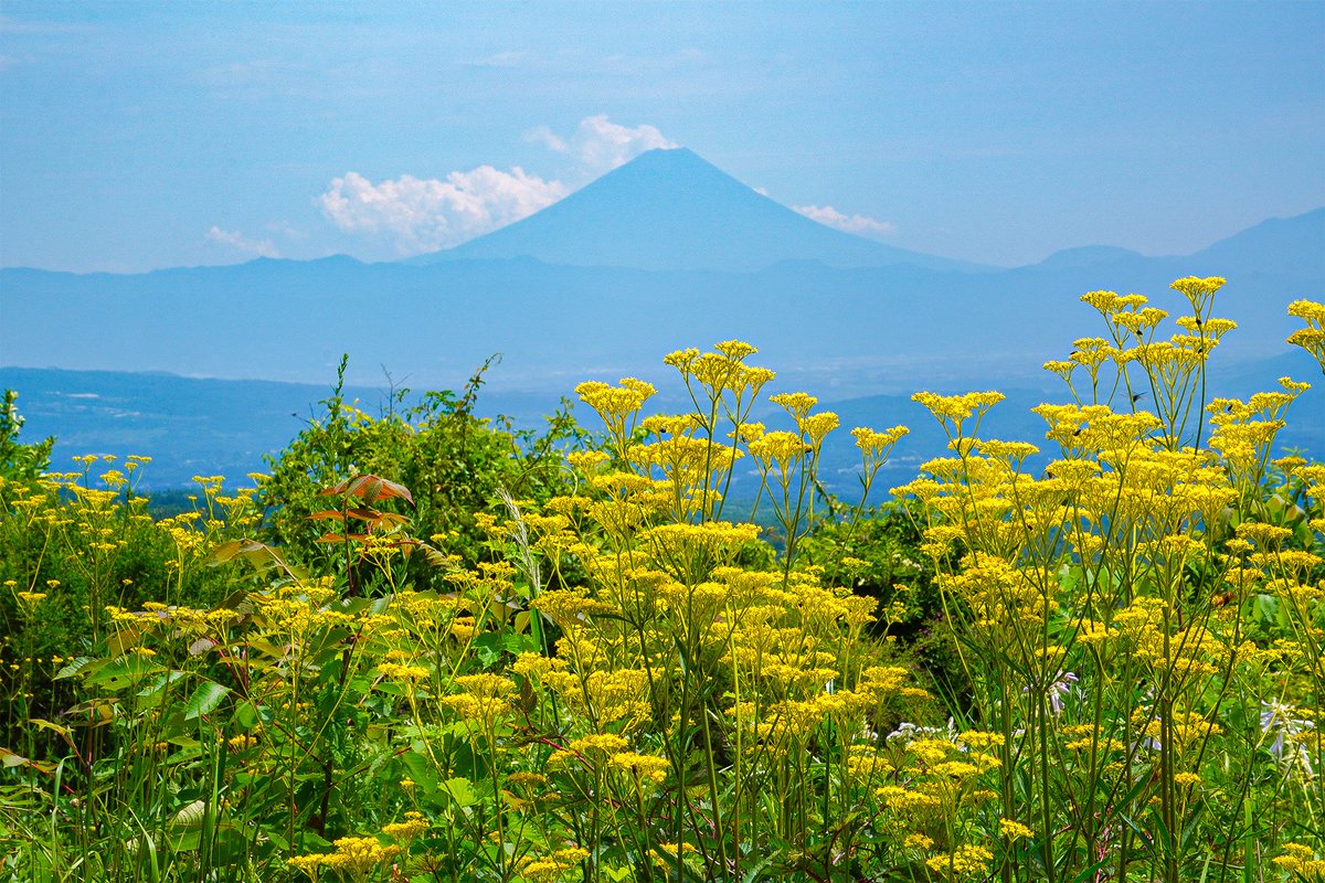 fkresort's tweet photo. 7月の終わりから8月の初め、ここ数年で同じころに富士山がすっきり見られる日があります🗻
今日はそんな富士山と、元気いっぱいに咲いたオミナエシを一緒に撮影できました(^^♪
夏らしい青空と、高原らしい涼しい風が気持ちよく、蝶たちもまったりと花の蜜を吸っています。 https://t.co/DlLh0D4BNf