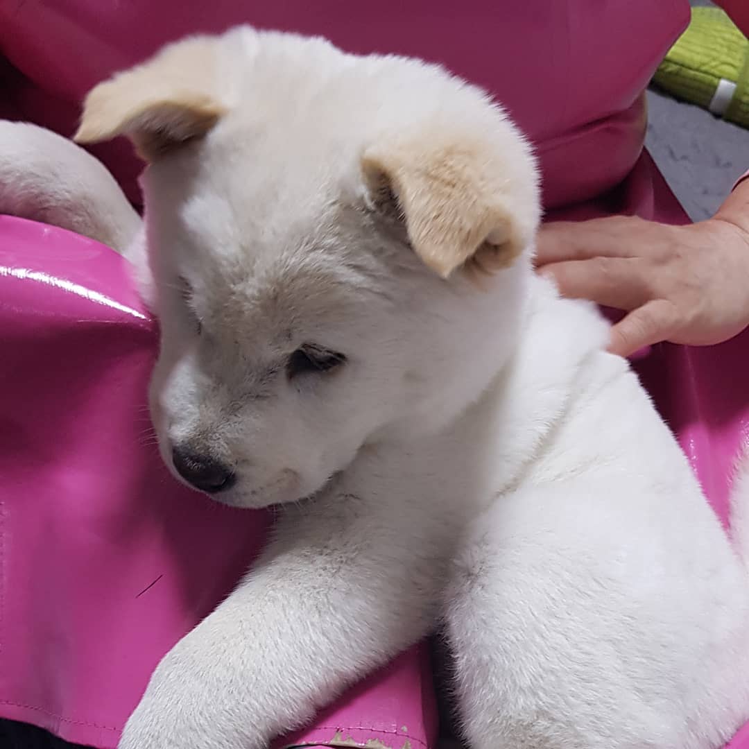 dog_boksile's tweet photo. 물이라면 기겁하며 도망가던 복실이가 반신욕을 즐기게 되었어요.

#산신멍 #반신멍 #반신욕 #입욕제협찬받아요 #자연멍 #강아지 #복실이 #진돗개 #챠우챠우 #아무래도 #물속에서 #쉬한듯 #귀여워 #셀프샤워 #짐승 #개 #개린이 #멍멍이 https://t.co/UDrAsYZhet