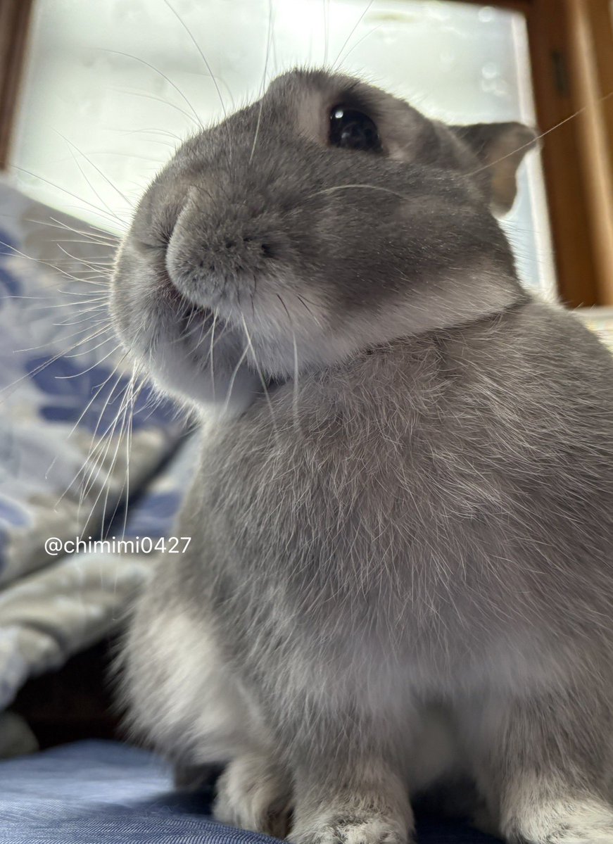 今日もうさぎのおくちは最高😙