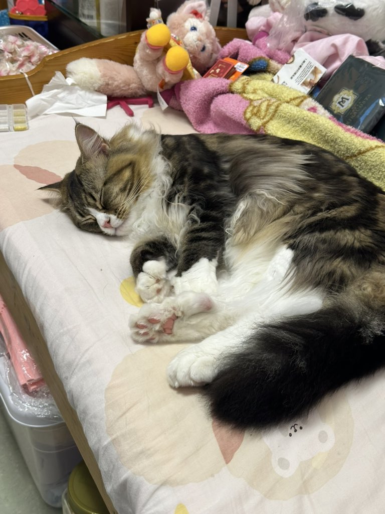 pearrro's tweet photo. 整甲初體驗
真係好難整呀😭整咗5粒鐘 朋朋肯借咗材料同教我整真係超好人
I tried https://t.co/erXgadXj9Q