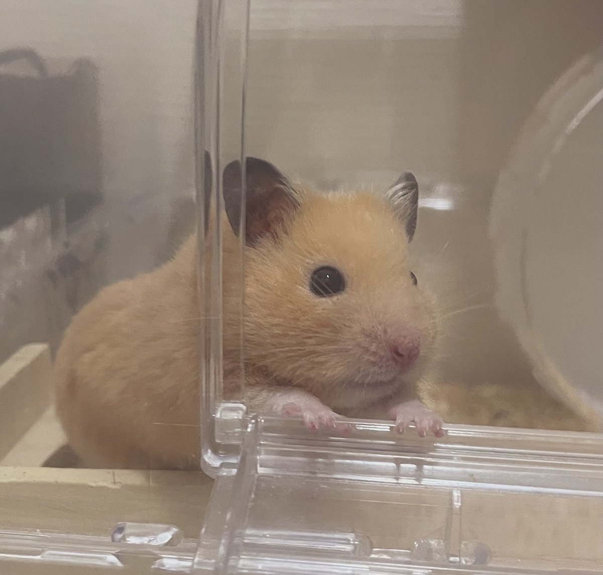 jooo831's tweet photo. 夏バテ飼い主 https://t.co/IgrVPFNyzy