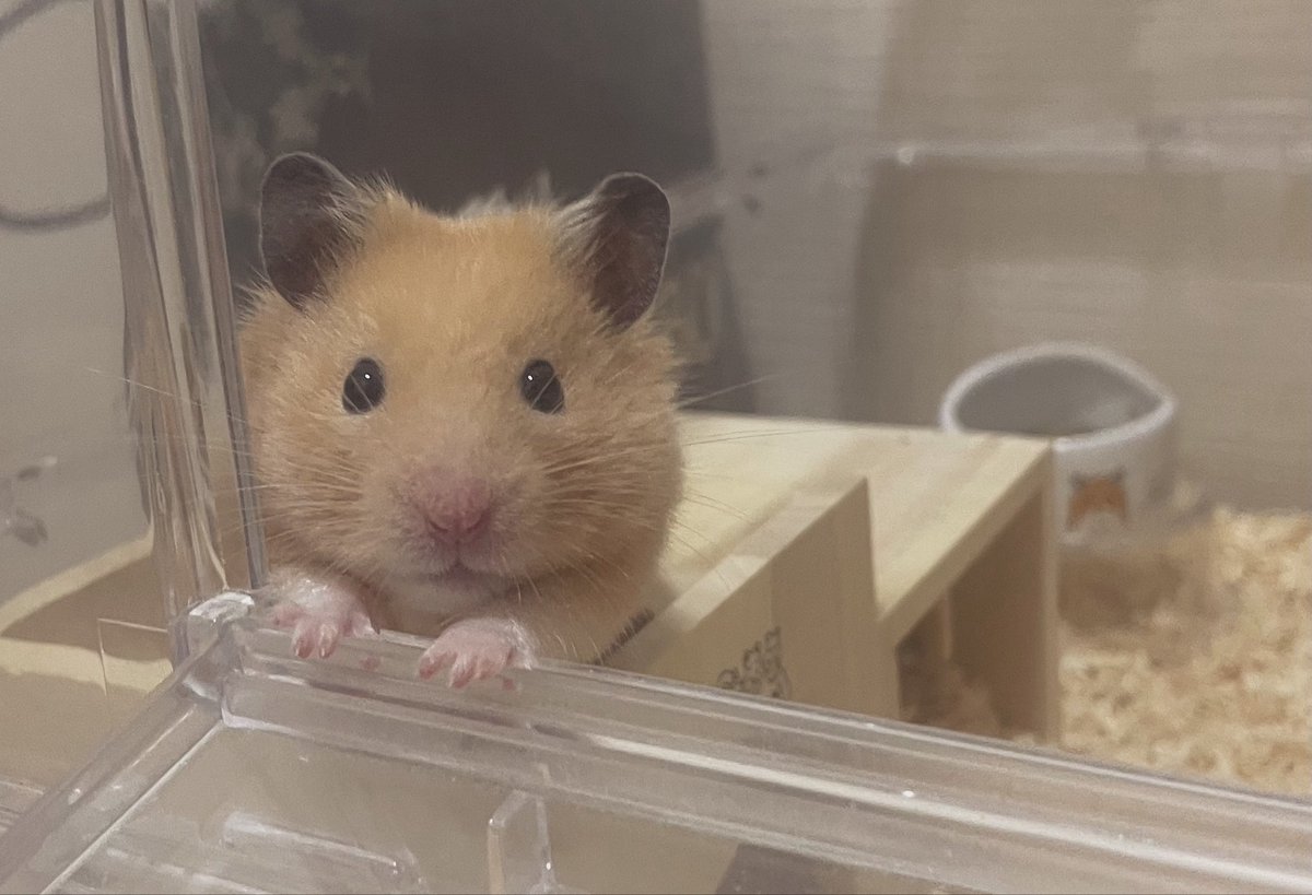 jooo831's tweet photo. 夏バテ飼い主 https://t.co/IgrVPFNyzy