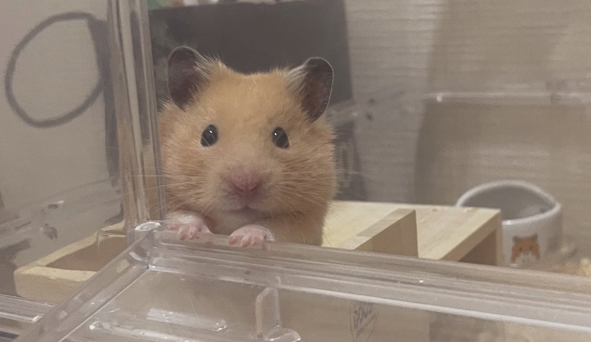 jooo831's tweet photo. 夏バテ飼い主 https://t.co/IgrVPFNyzy
