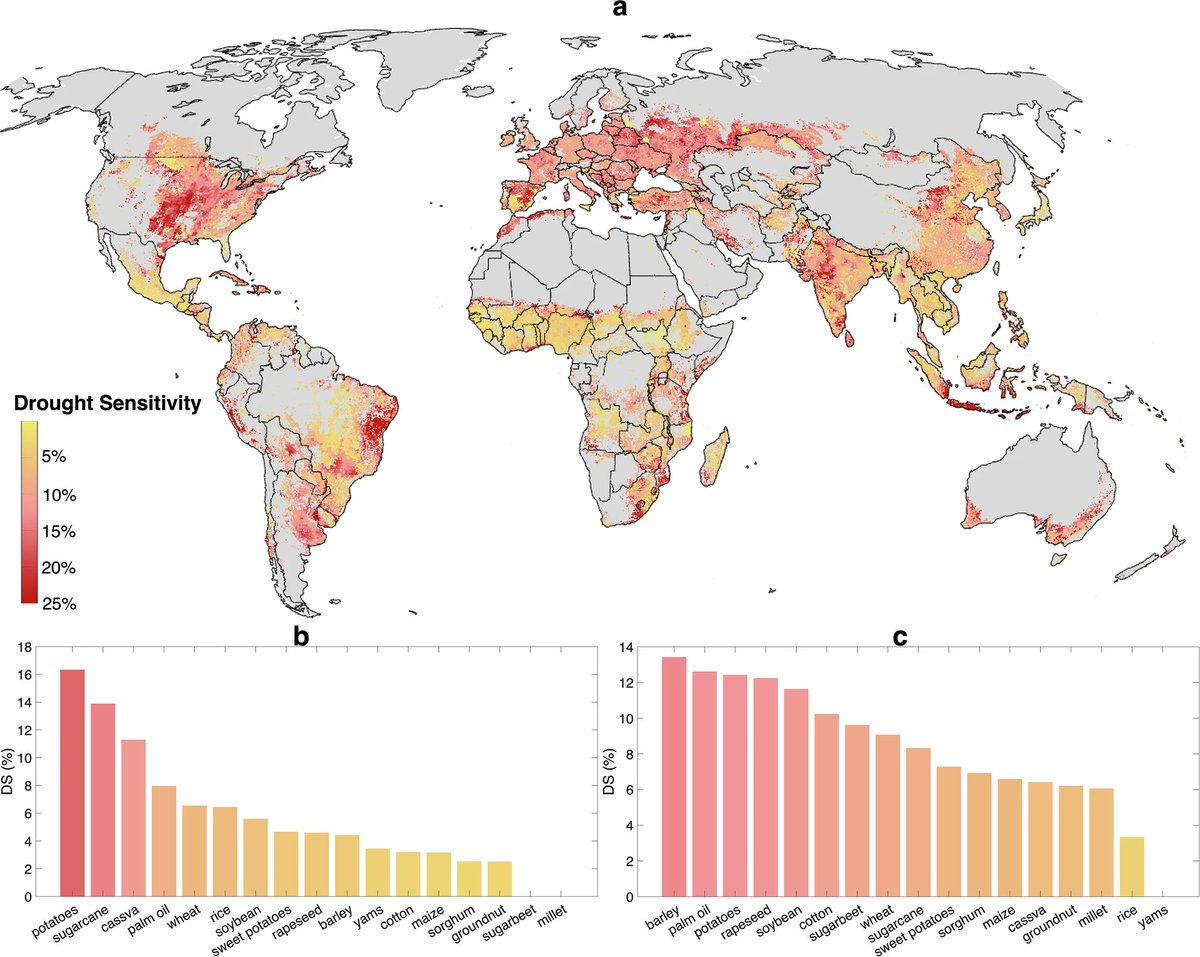 ranjanpanda's tweet photo. Today's #ClimateGyan in one image! #47
Can Climate-Smart Farming Feed More People?
As climate change intensifies, one of the biggest challenges facing humanity is not just growing more food- but growing it reliably. A new study published in Nature Communications examined 17 of the world's major crops, representing nearly 75% of global food production, to understand how vulnerable they are to drought. The researchers found that under extreme hydroclimatic conditions, rainfed agriculture loses around 10% of its median production, while even irrigated farming loses nearly 7%. Together, these losses represent enough food calories to feed more than two billion people, highlighting how climate variability has become a major threat to global food security.
The study identifies "drought sensitivity" as a useful way to pinpoint where crops are most vulnerable to climate-related water stress. Instead of treating all crops the same, it shows that different crops respond very differently to drought. Crops like soybean and potatoes are highly sensitive, whereas millet and groundnut are much more resilient. Importantly, the research suggests that strategic decisions - such as expanding irrigation only where water resources are sustainably available and encouraging farmers to grow crops better suited to local climate conditions - could reduce drought-related losses by more than 60% while simultaneously increasing food production.
For India, the findings carry particular significance. South Asia, including much of India, emerges as one of the global hotspots of drought sensitivity. With nearly half of India's cultivated land still dependent on monsoon rainfall, increasing variability in rainfall patterns, delayed monsoons, prolonged dry spells, and rising temperatures are making food production increasingly uncertain. The study's focus on monsoon cereals - rice, maize, millet, and sorghum - is especially relevant because these crops are central to India's food security and rural livelihoods. Encouragingly, the research reinforces the value of promoting climate-resilient crops such as millets, improving irrigation efficiency rather than indiscriminately expanding irrigation, and supporting location-specific cropping decisions based on local water availability.
The message is clear: climate adaptation in agriculture is no longer optional - it is essential. Building resilience means moving beyond simply producing more food to producing food more sustainably and consistently, even under increasingly unpredictable weather. For India, this means investing in better water management, diversified cropping systems, climate-informed agricultural planning, and empowering farmers with the knowledge and tools to adapt. As climate risks continue to grow, the future of food security will depend not only on how much we produce, but on how resilient our farming systems become.
~ Ranjan Panda
30 July 2026
#drought #ClimateSmartAgriculture #ClimateSmartFarming #RainFedFarming #monsoon #irrigation #climatechange #ClimateAction
#CombatClimateChangeNetworkIndia #WaterInitiatives #MahanadiRiverWaterkeeper #Youth4WaterIndia
Image: Hotspots of drought sensitivity for global rainfed crop production (Nature Communications)