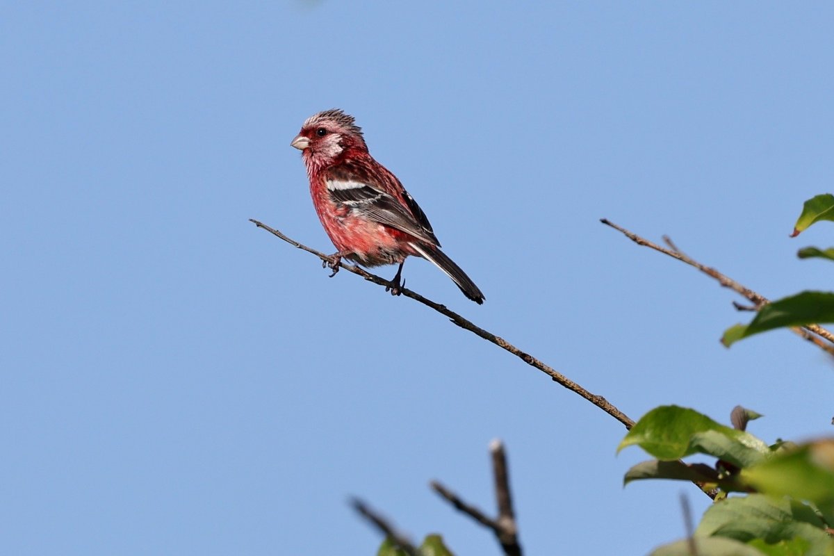 silkdarvish's tweet photo. ベニマシコ ノビタキ 
ショウドウツバメ オジロワシ
北海道・紋別市 
2026.7月

#ベニマシコ #ノビタキ #ショウドウツバメ #オジロワシ
#野鳥 #野鳥撮影 #野鳥観察
#バードウォッチング #birdwatching 
#オホーツク #紋別 https://t.co/F2cG5HY2BS
