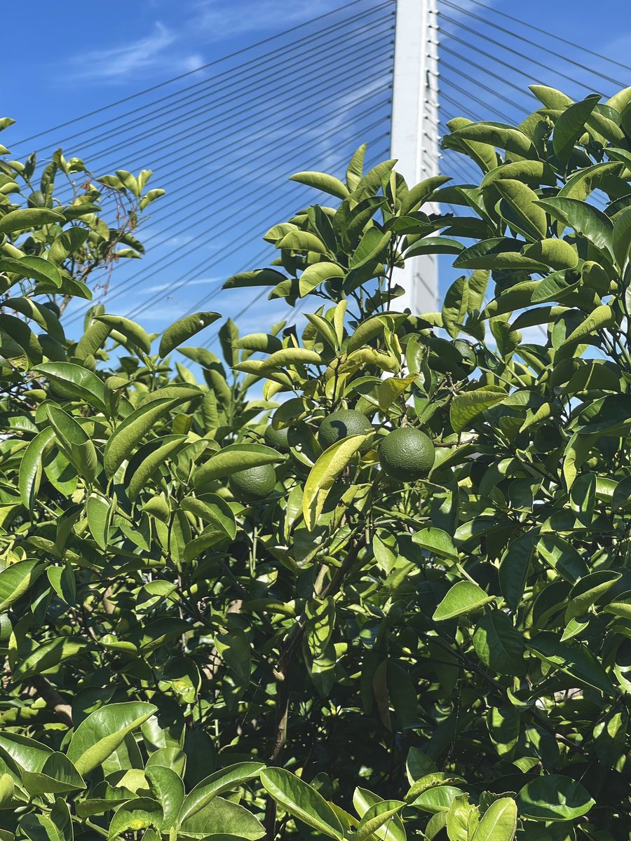 sepatakutv's tweet photo. 赤ちゃんぽかった八朔ちゃんも、少年少女な雰囲気に育ってきました🙌
この夏を乗り越えて、元気いっぱいな因島の八朔さんに成長できるように、サポートしてまいります👩‍🌾🍊
草刈りの加減が、運命を分けそうです。。！
#大出ファーム　
🔻現在サマーセールで販売中
https://t.co/UZfOfeeSGx https://t.co/bXwkar7OO8