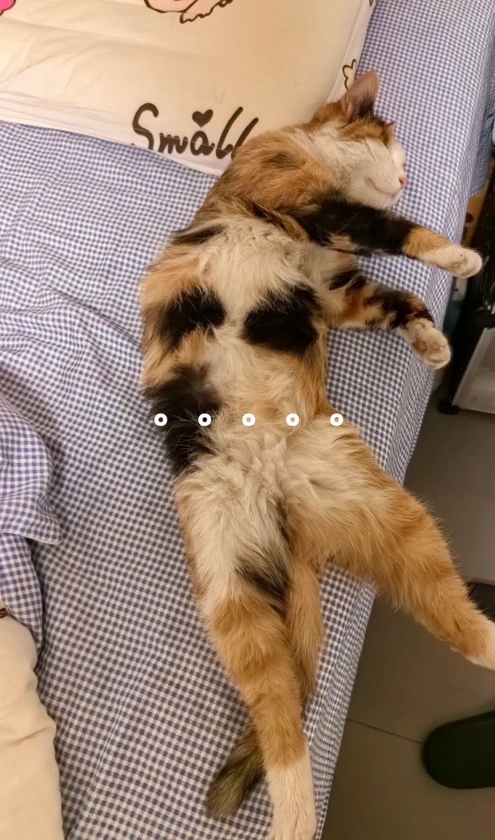 EusebioGlapjlk's tweet photo. My rescue cat Mochi curled up on my lap while I worked today—small moments that make every tough day feel warm and full. https://t.co/blIhiienAB