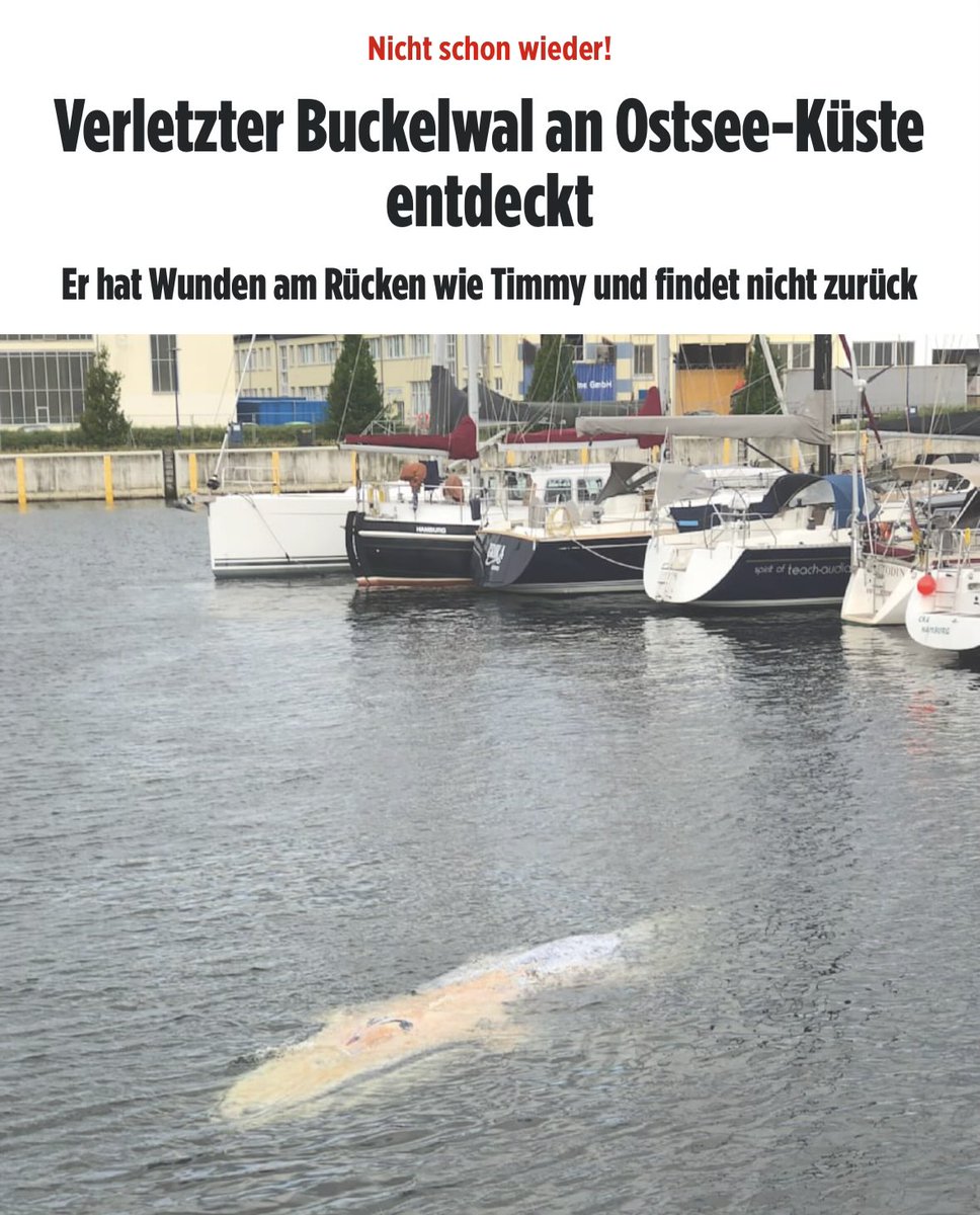 queru_lant's tweet photo. In der Nord- und Ostsee stehen 31 voll betriebsfähige Offshore-Windparks mit 1764 Windrädern. Während des Betriebs übertragen mechanische Schwingungen aus der Gondel (Generator, ggf. Getriebe) und dem drehenden Rotor über den Turm und das Fundament Schall ins Wasser.

Die Behörden streiten ab, dass sich Wale, die sich mit Echoortung (Biosonar) orientieren, dadurch verwirrt werden könnten.

Nun, es ist schon auffällig, wie viele Wale sich "plötzlich" an die Küsten verirren.