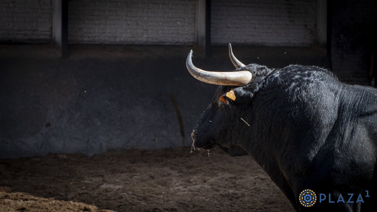 LasVentas's tweet photo. [📸 𝗘𝗡 𝗙𝗢𝗧𝗢𝗦] Estos son los toros de 🤍❤️💛 𝐄𝐥 𝐂𝐚𝐩𝐞𝐚 y 💙🤍𝐂𝐚𝐫𝐦𝐞𝐧 𝐋𝐨𝐫𝐞𝐧𝐳𝐨 ( 3º y 4º) para esta noche en #LasVentas. ¡Comenzamos a las 21:00h.! https://t.co/oc0Ai6Set8